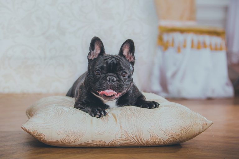 French Bulldog Underbite: Everything You Need to Know | Happy French ...