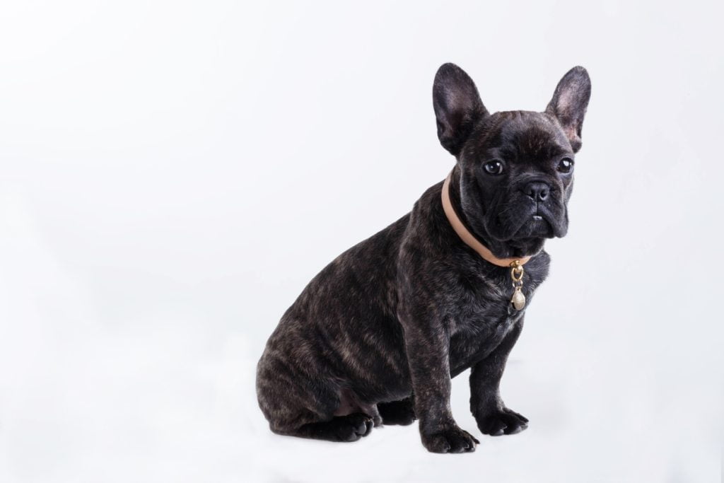 Brindle french bulldog