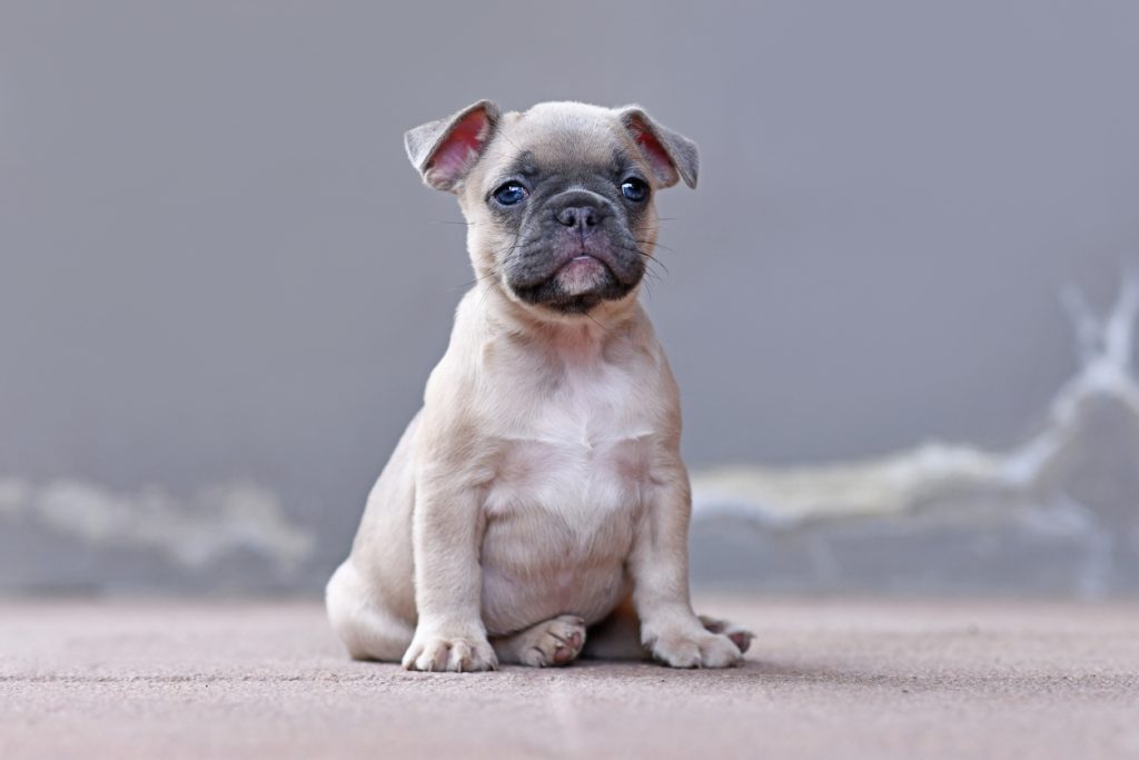 Floppy ear frenchie