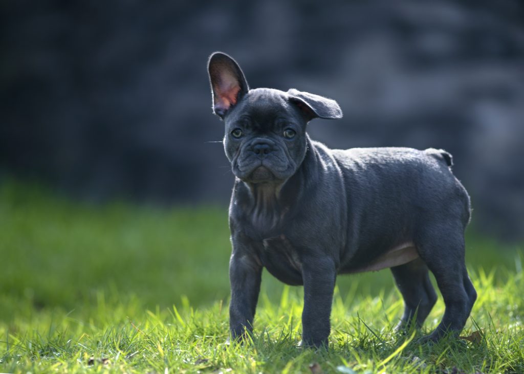 what age do french bulldogs ears stand up