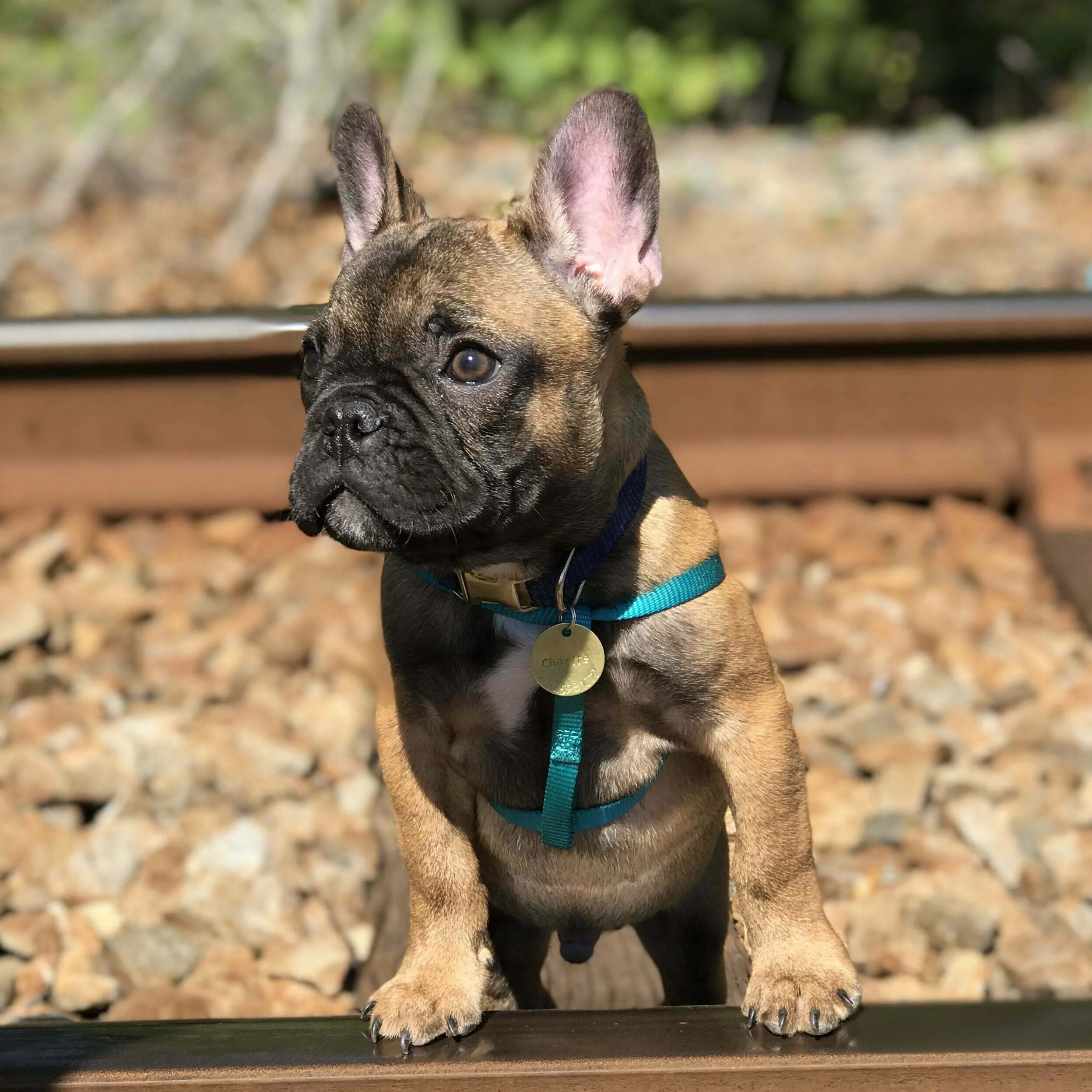 how many calories should a french bulldog puppy eat