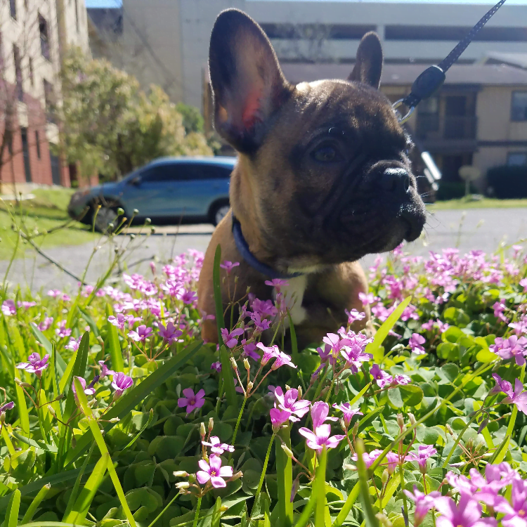 French Bulldog Reverse Sneezing: Why It Happens & What You Should Do