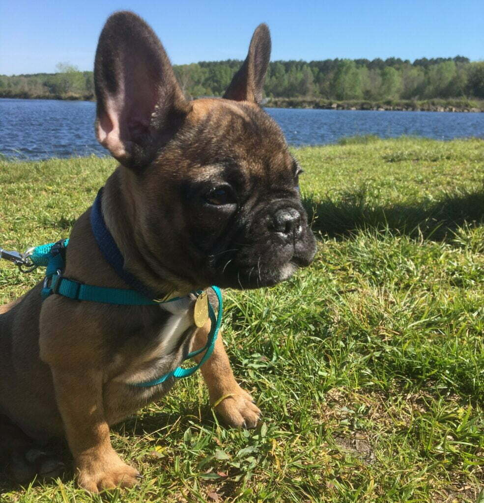 Charlie the french bulldog