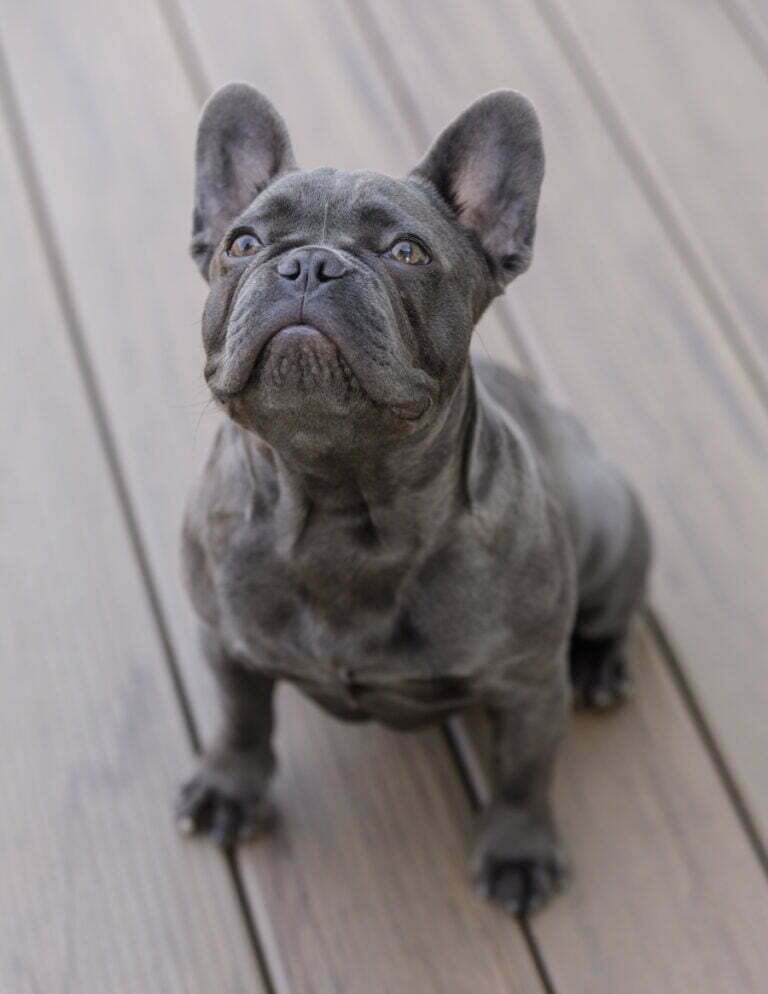 Blue French Bulldogs: Everything You Should Know