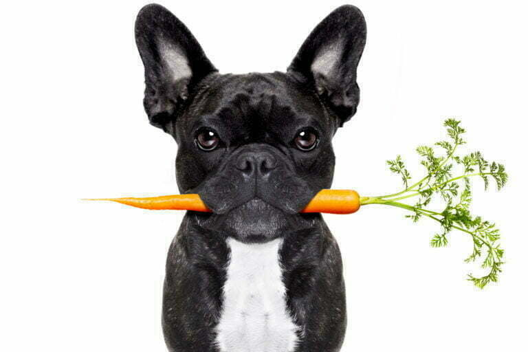 The Complete Guide to French Bulldog Food