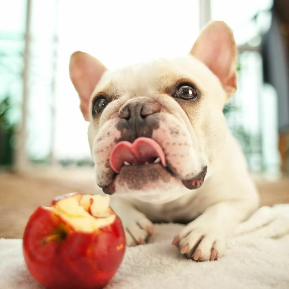 French bulldog eating apple