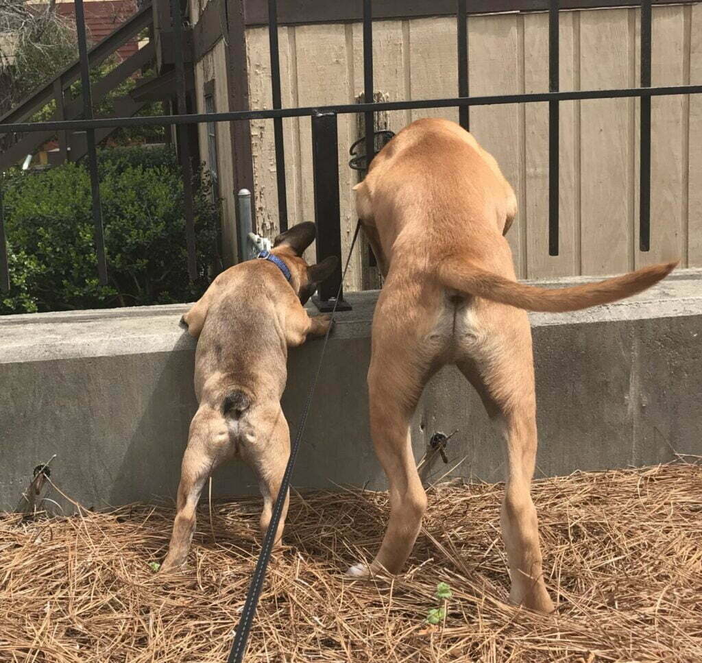 A picture of a french bulldog meeting a new friend