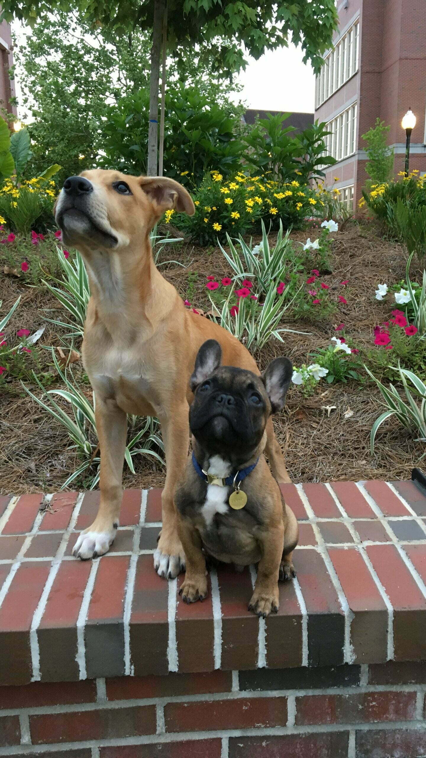 A picture of a french bulldog sitting close to dog friend