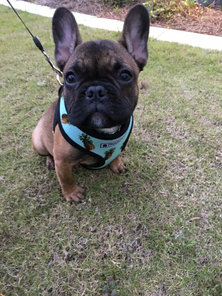 French bulldog with a harness and leash