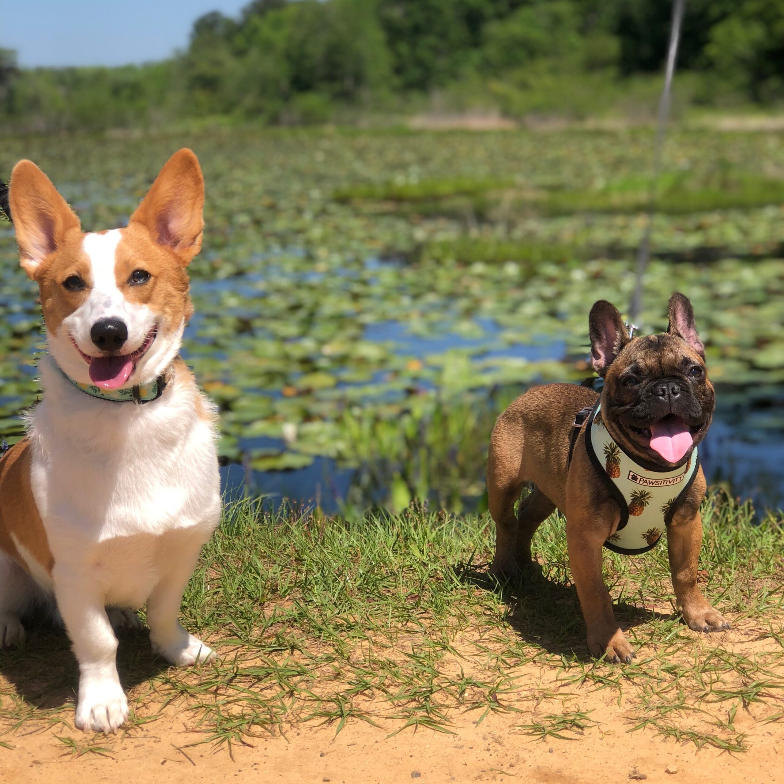 A picture of a french bulldog meeting a corgi