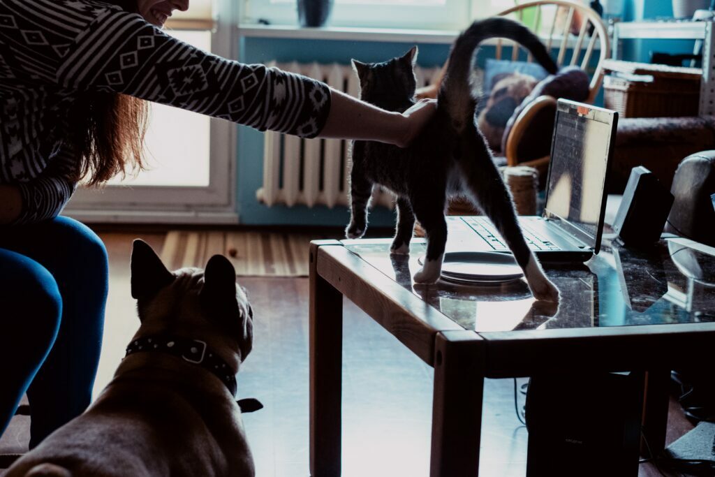 A french bulldog with a cat