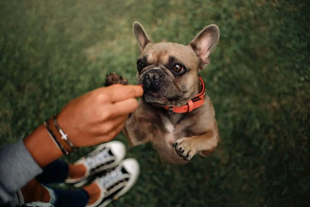 French bulldog being rewarded with a dog treat