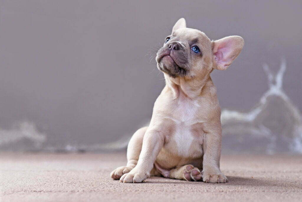 how much is a french bulldog puppy cost