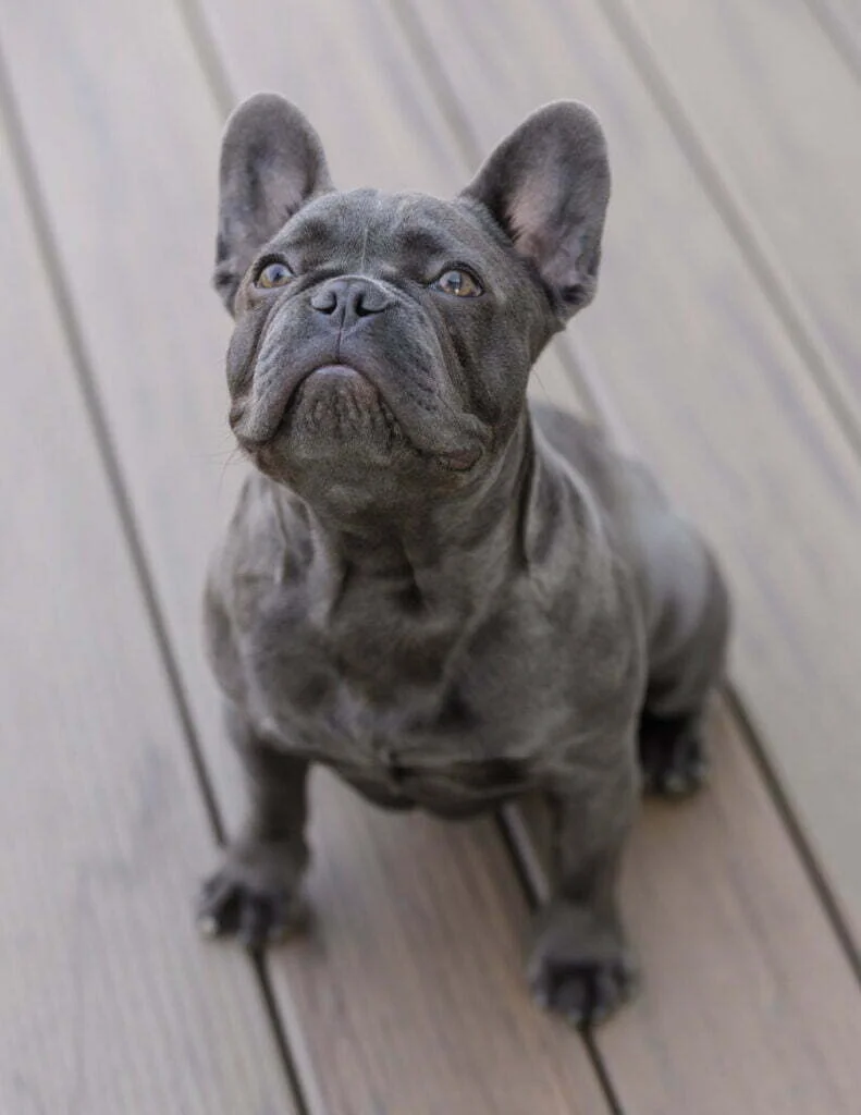French bulldog about to bark