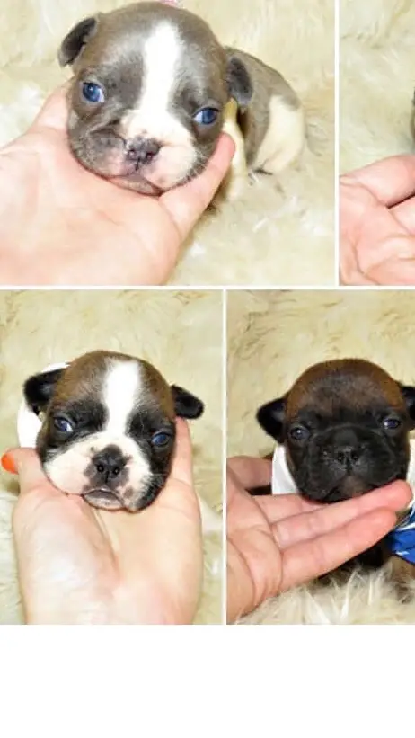 Breeder pictures of infant french bulldogs