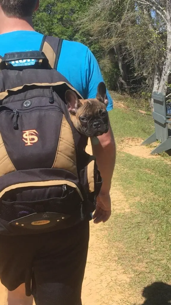 French bulldog in a backpack