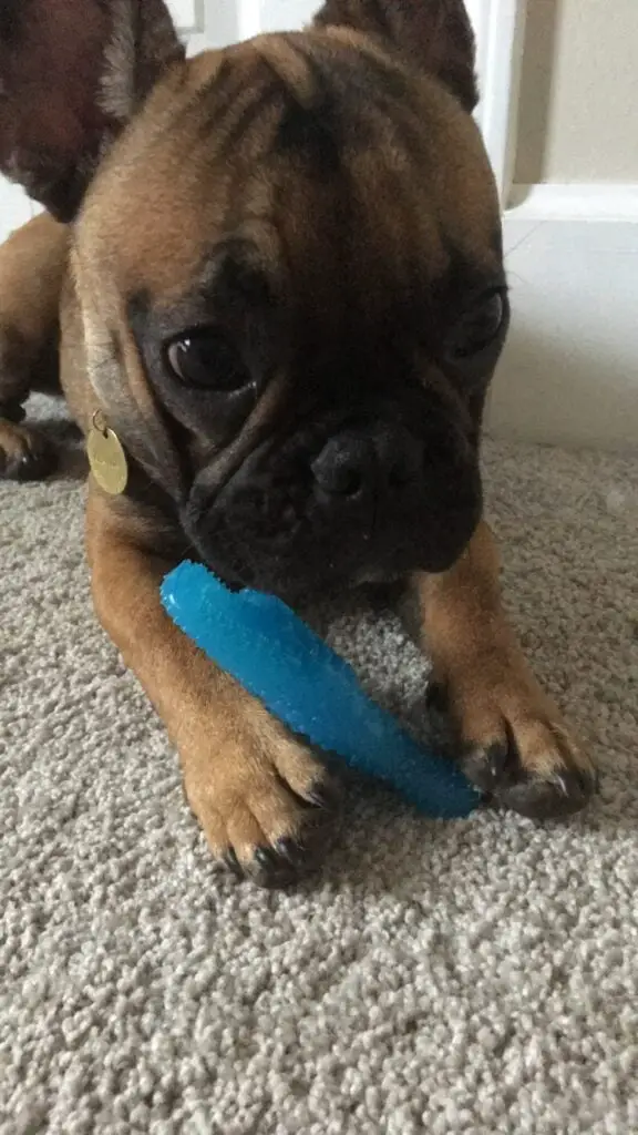 French bulldog with a chew toy