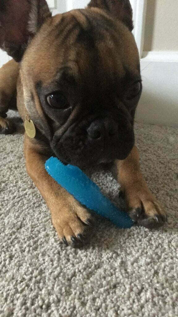 Young french bulldog with textured chew toy