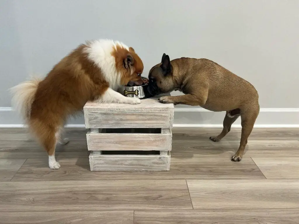 A french bulldog and pomsky eating kibble  out of the same bowel.
