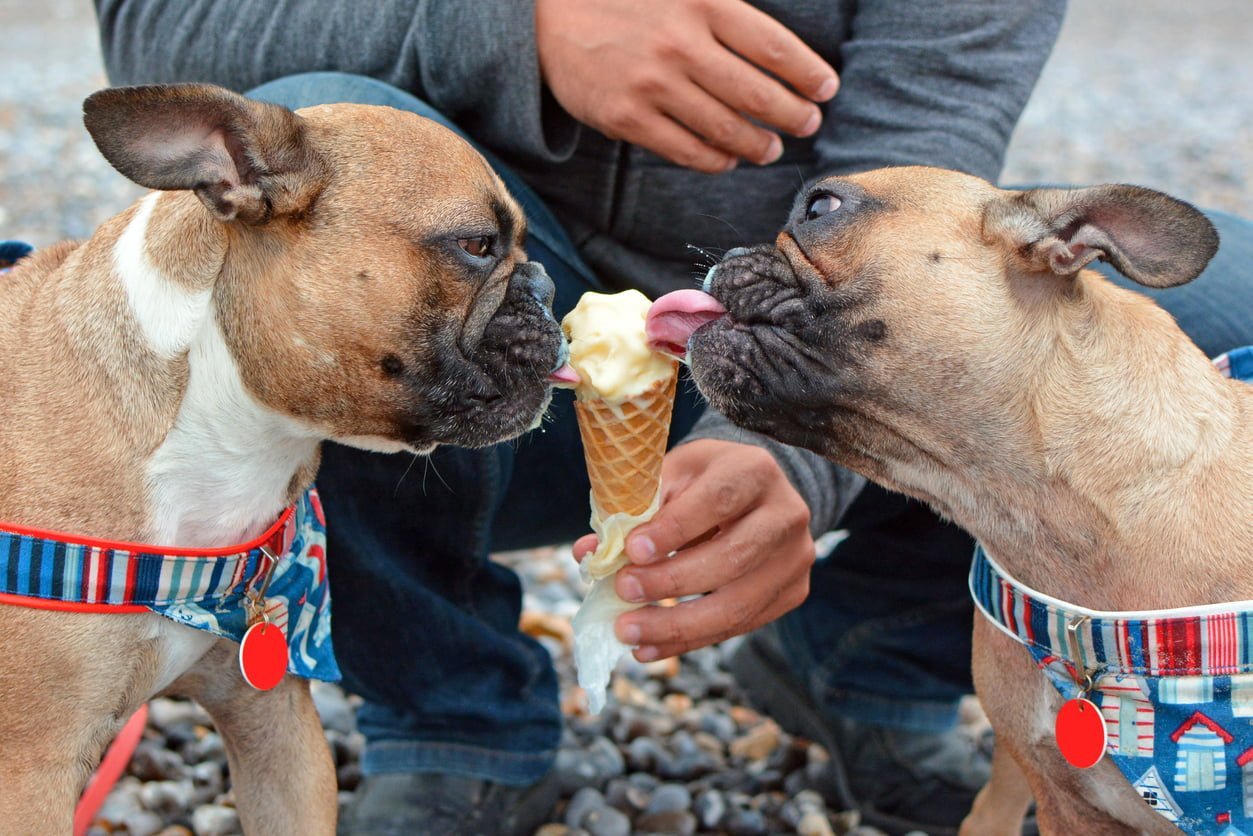 French bulldogs eating ice cream