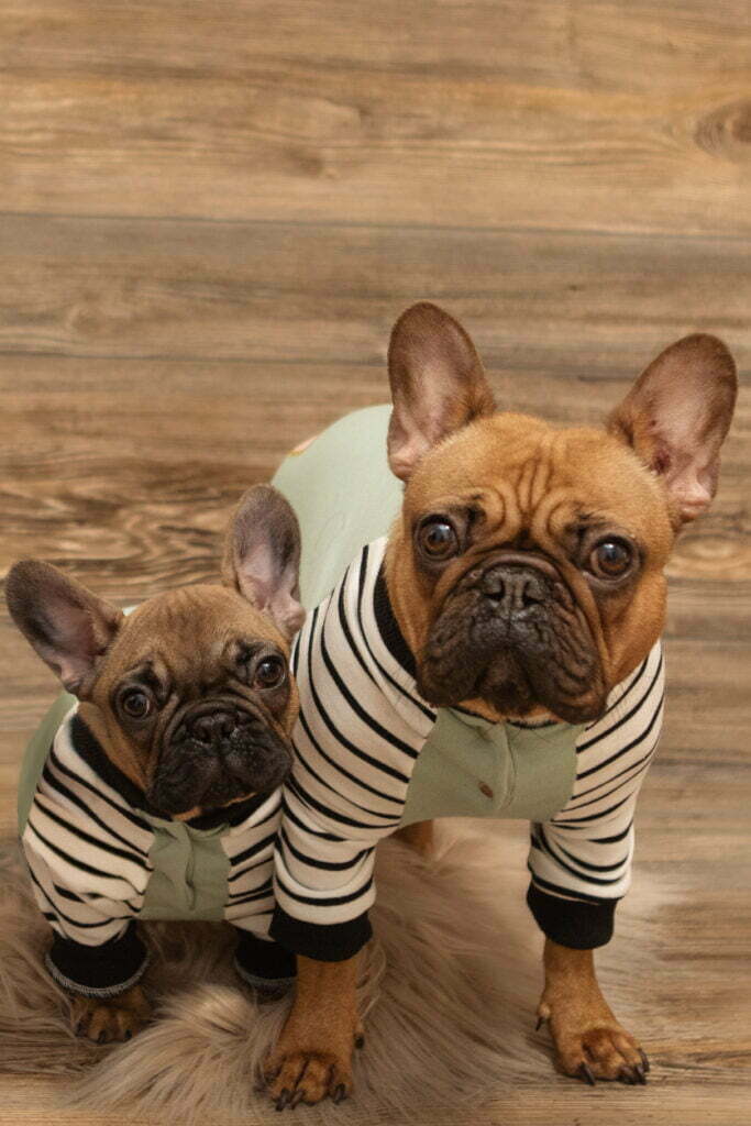 Mother french bulldog and baby french bulldog