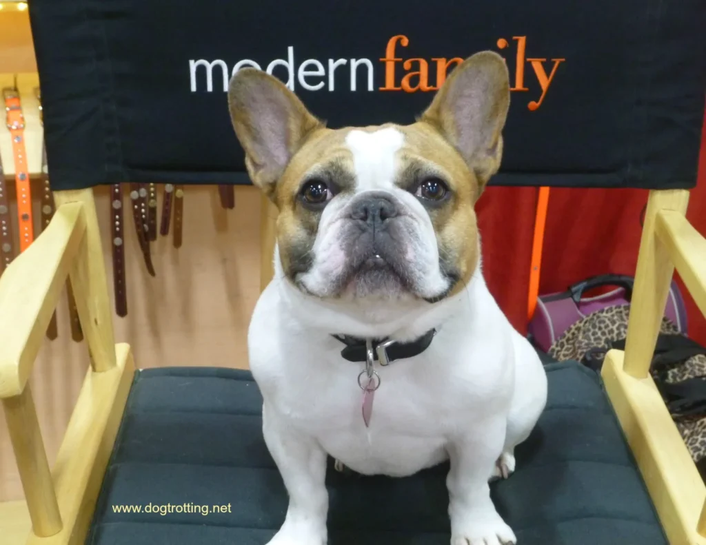 Modern family french bulldog named stella