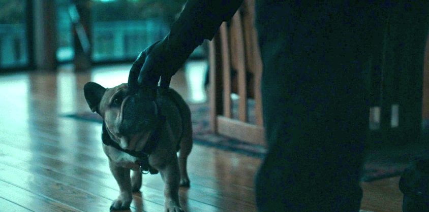 French bulldog in rental movie