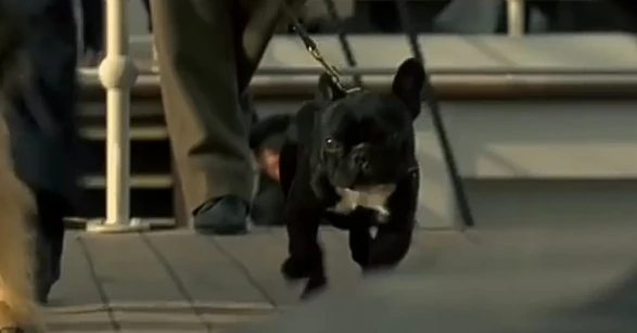 Titanic french bulldog