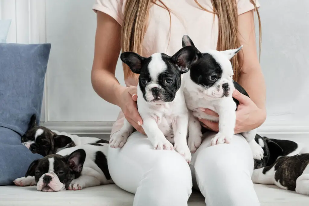 Girl with french bulldog puppies