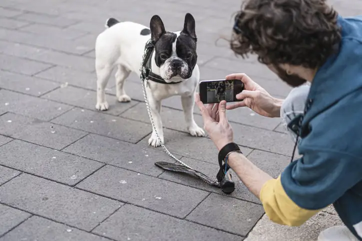 French bulldog getting their picture taken