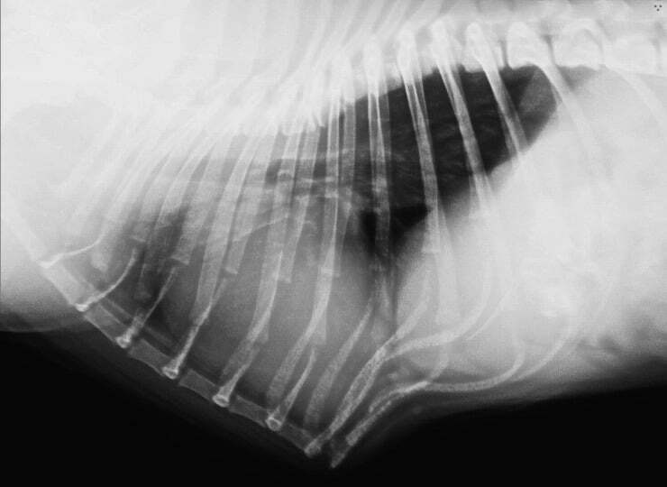 Pug with pigeon chest xray