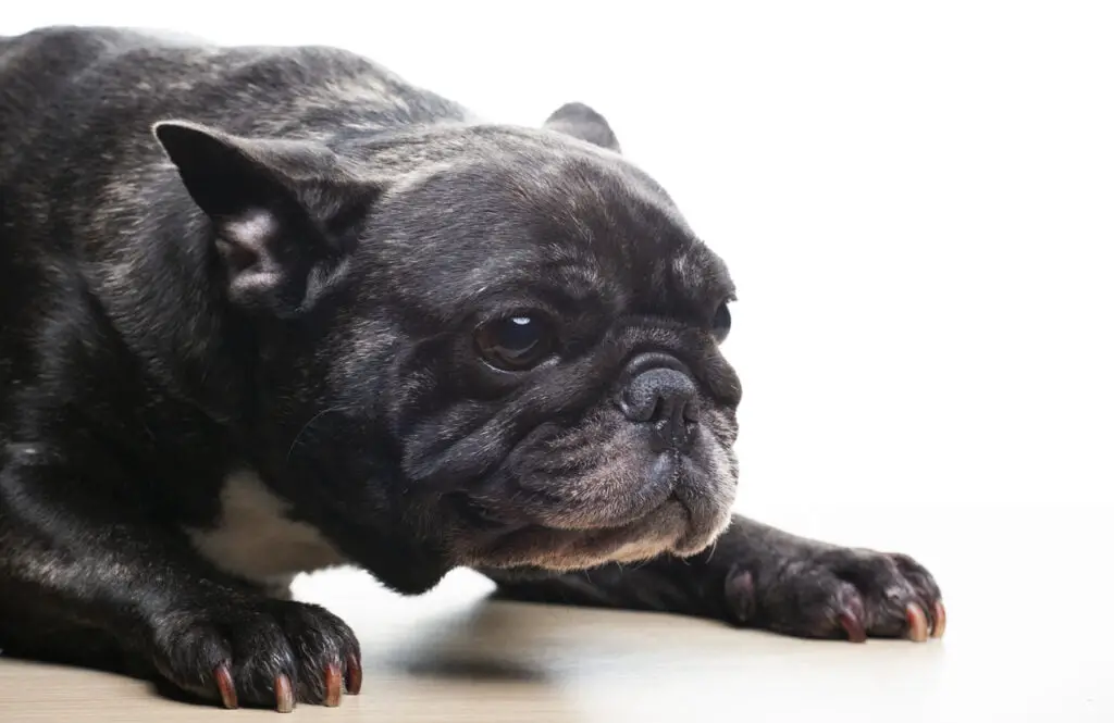 A french bulldog showing aggression