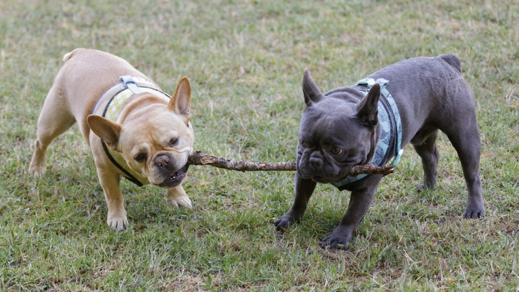 A french bulldog playing with another french bulldog
