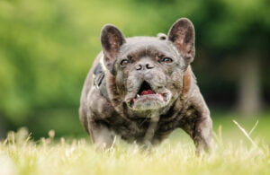 Aggressive french bulldog