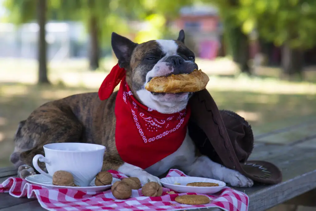French bulldog eating bread