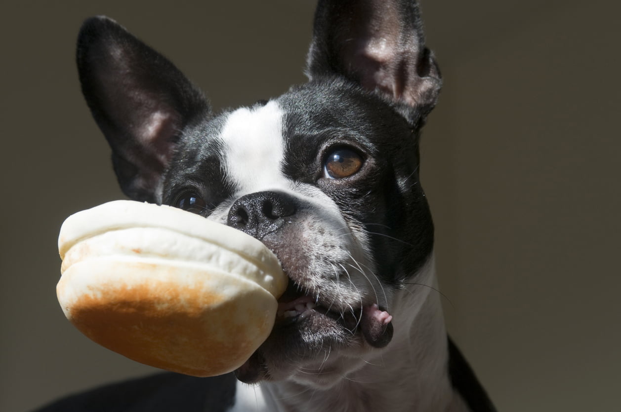 Can French Bulldogs Eat Bread?