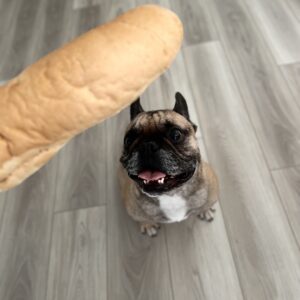 Can french bulldog eat bread