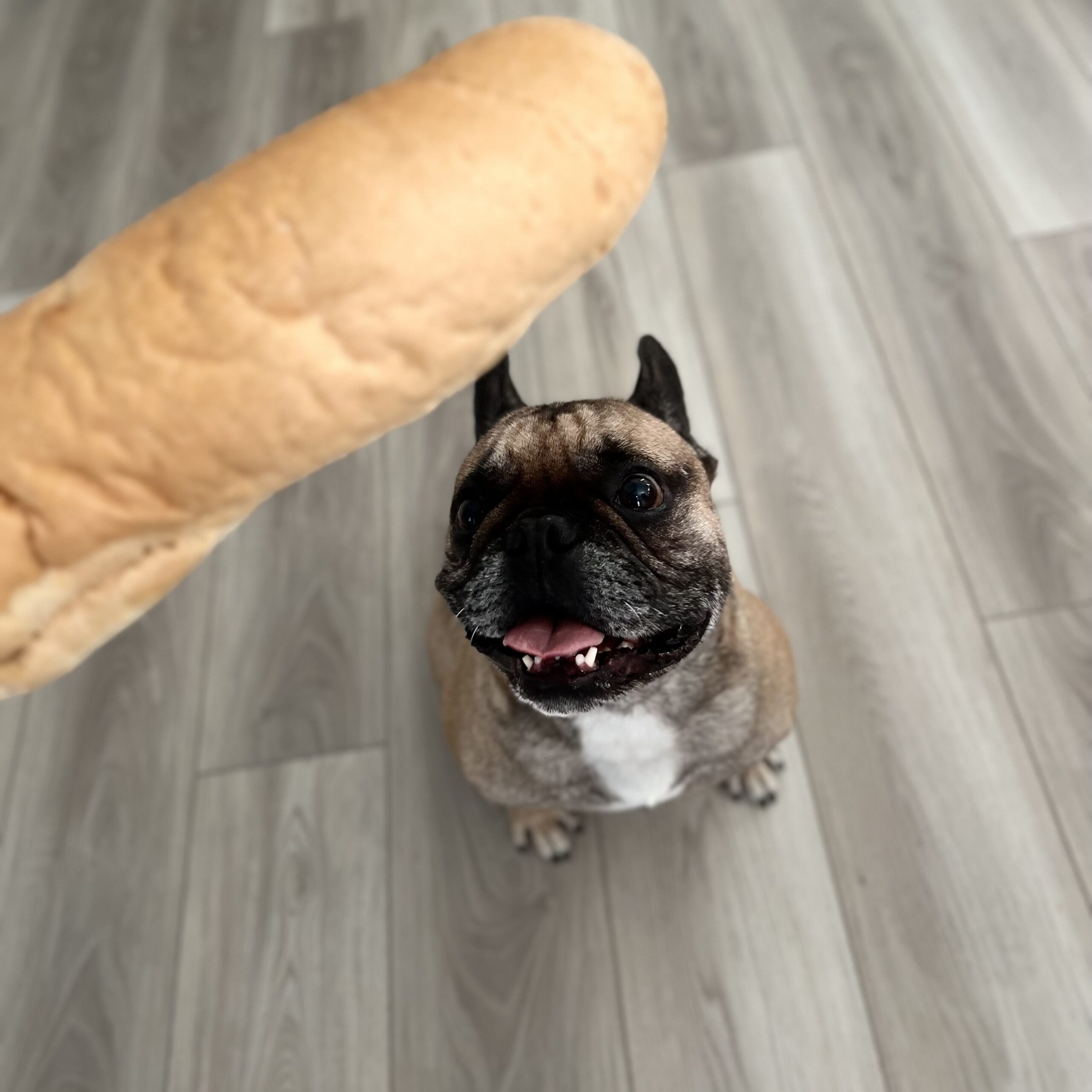 Can french bulldog eat bread